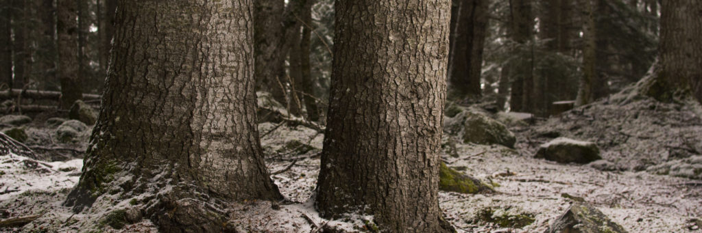 llenya, pallars, llenya pallars, forestal, venda llenya